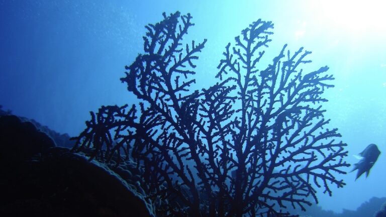 Scientists are trying to figure out how to help the ocean absorb even more climate-changing pollution » Yale Climate Connections