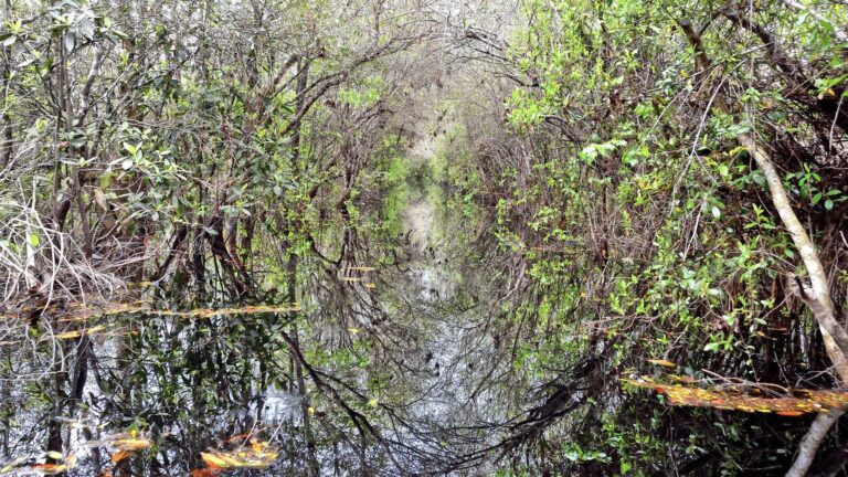 ‘Holy cow!’ Mangroves discovered in Georgia, farther north than ever before » Yale Climate Connections