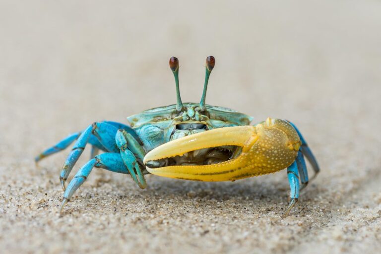 Crab Memes Amplify Mistaken Ideas about Evolution