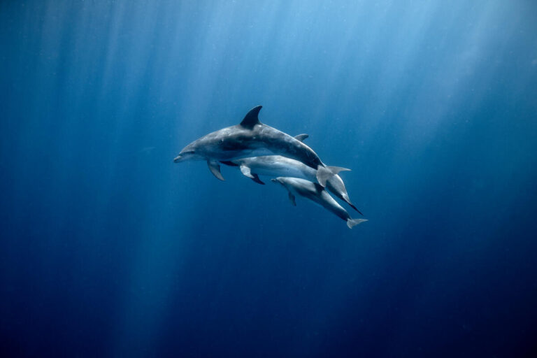 Ocean protection policy “hangover” must be addressed by both parties: Greenpeace