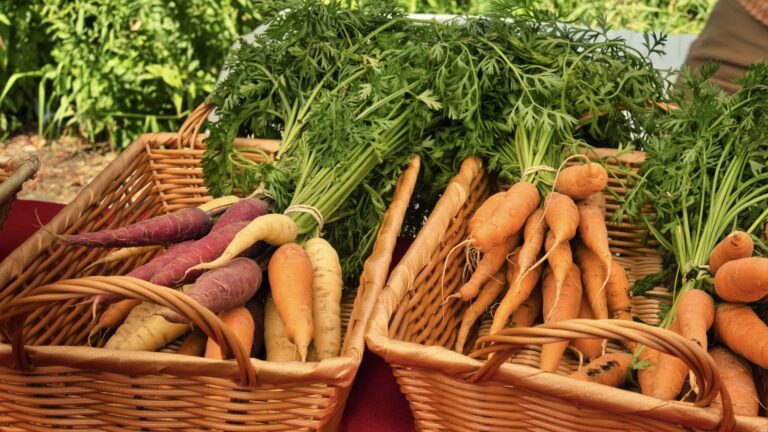 Warming climate disrupts food prices in northern Ontario » Yale Climate Connections