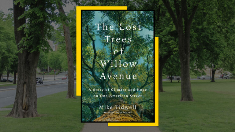 The silent collapse of an American urban tree canopy » Yale Climate Connections
