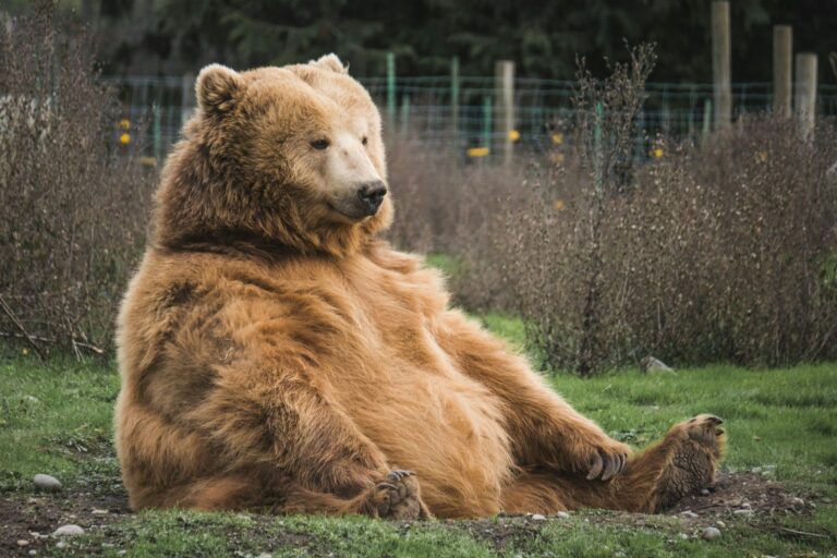 BTC’s Bull Market Cycle is Over, CryptoQuant’s Ki Young Ju Says
