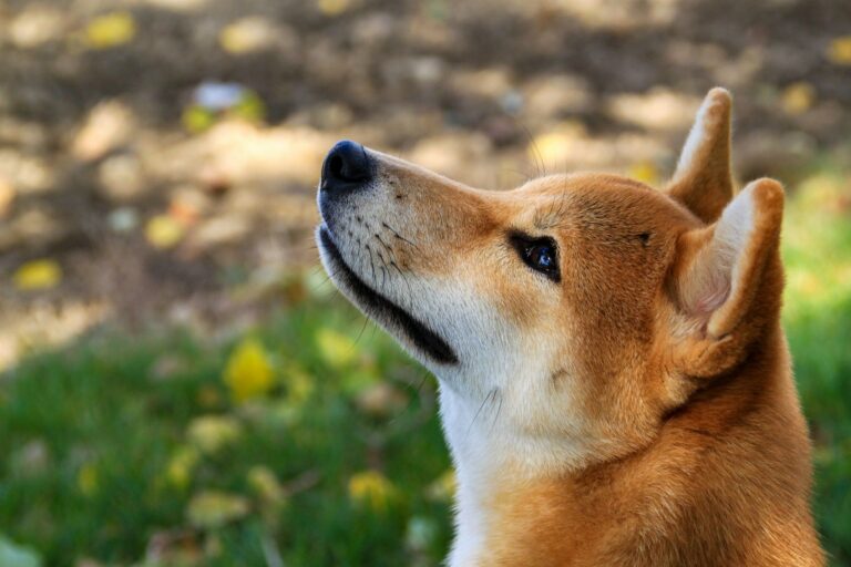 Foundation Purchases 10M Tokens as Part of New DOGE Reserve