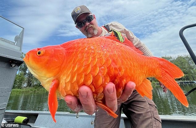 Wildlife officials issue warning to pet owners after massive goldfish discovered in Pennsylvania