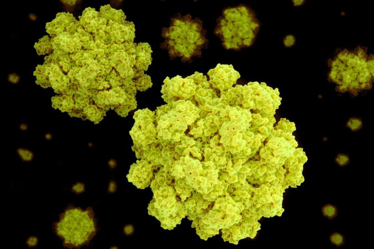 Norovirus vaccine pill shows promise against ‘winter vomiting’ bug