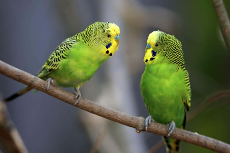 Budgie brains have a map of vocal sounds just like humans