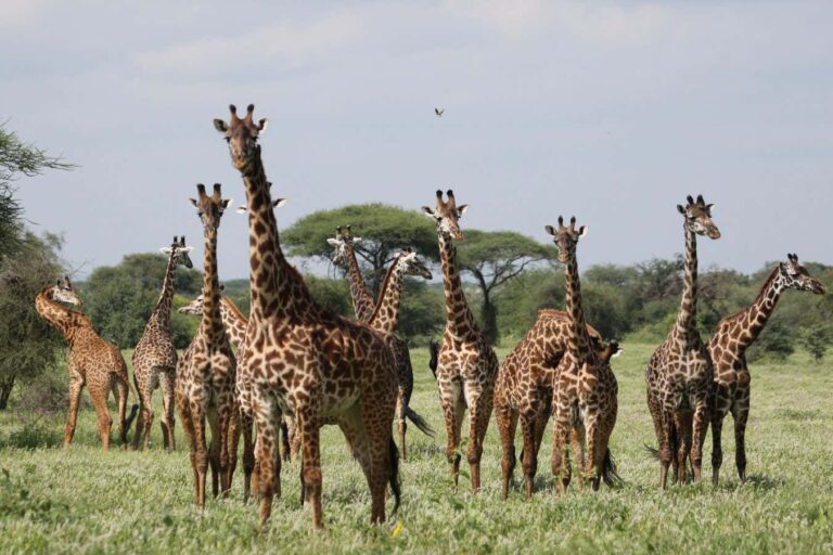 Why do giraffes have spots? Not for the reason you might think