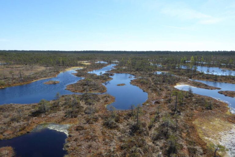 Flourishing microalgae could offset emissions as the planet heats up
