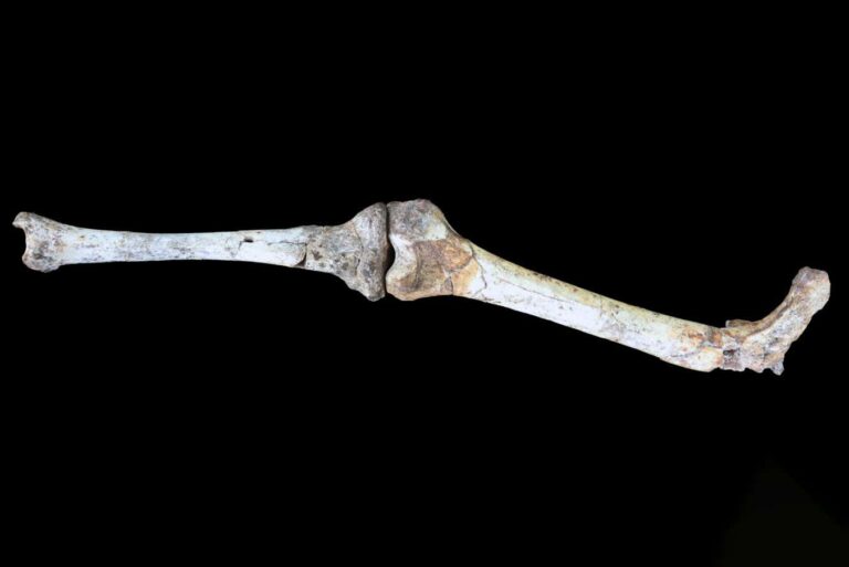 Unusually tiny hominin deepens mystery of our Paranthropus cousin