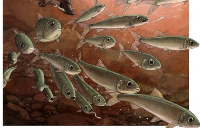 Last Supper Of 15-Million-Year-Old Freshwater Fish