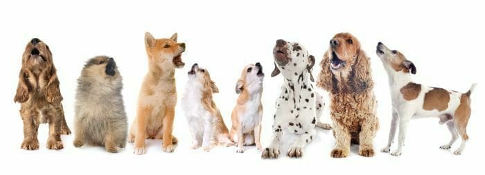 Mercy | Career Angles | The Big Game Hunter