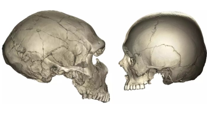 Why Humans Have Smaller Faces Compared To Neanderthals – Exploring Our Evolutionary History