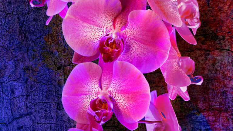 Spring is time for flowers and art