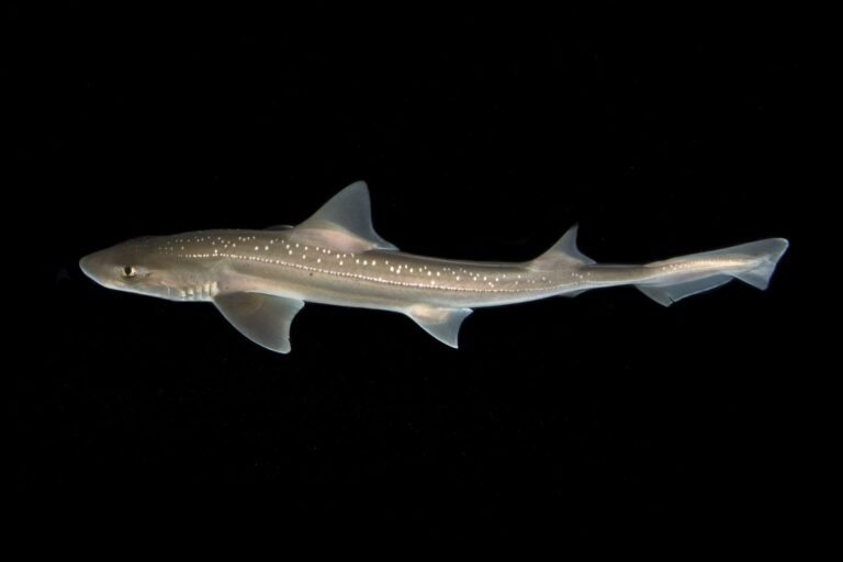 Scientists Record First Known Shark Sounds