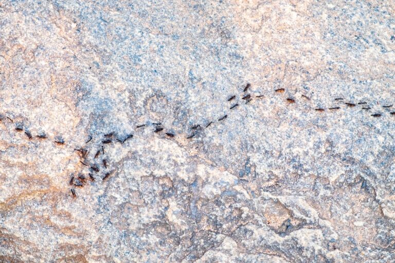How Ants May Save You from Future Traffic Jams