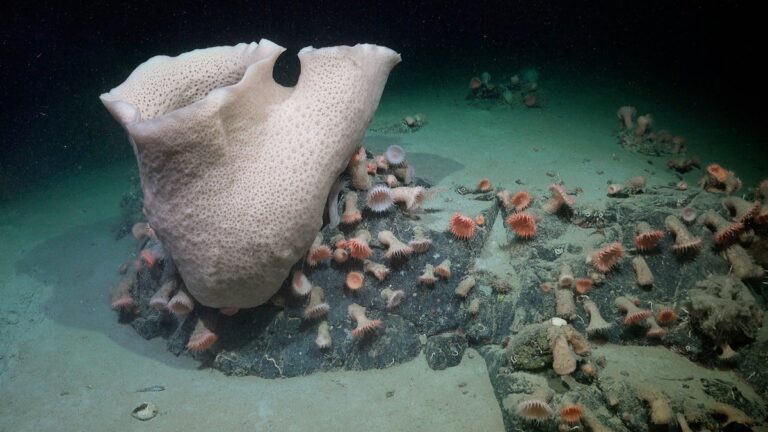 Stunning Antarctic Sea Creatures Discovered after Iceberg Breaks Away