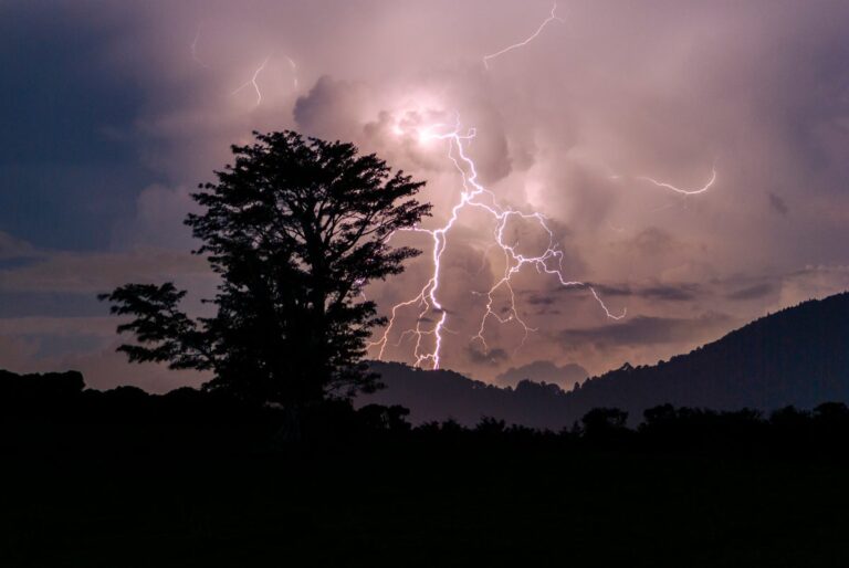 Why These Tropical Trees Love a Lightning Strike