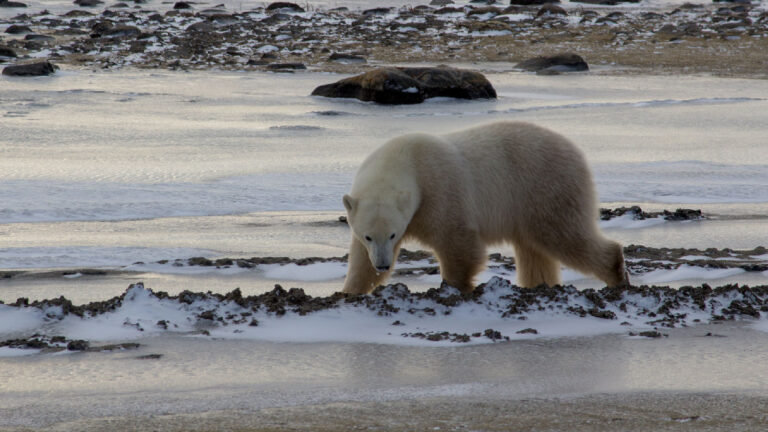 Polar bear population in western Hudson Bay has been reduced by about half » Yale Climate Connections