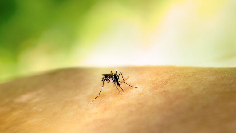 A deadly mosquito-borne illness rises as the US cuts all climate-health funding » Yale Climate Connections