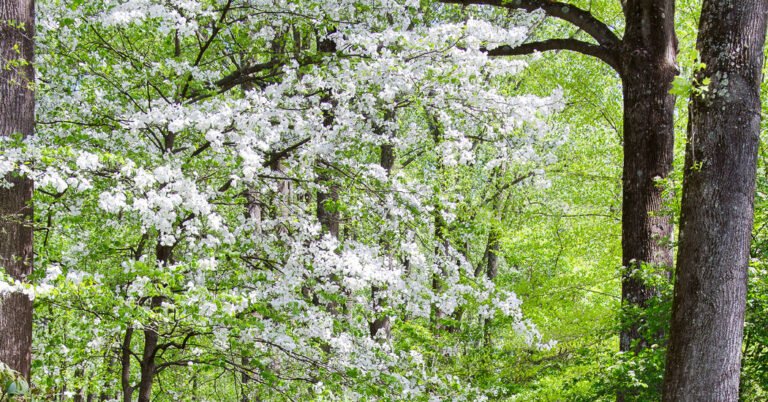 The Four Ecologically Crucial Things You Should Do in Your Garden