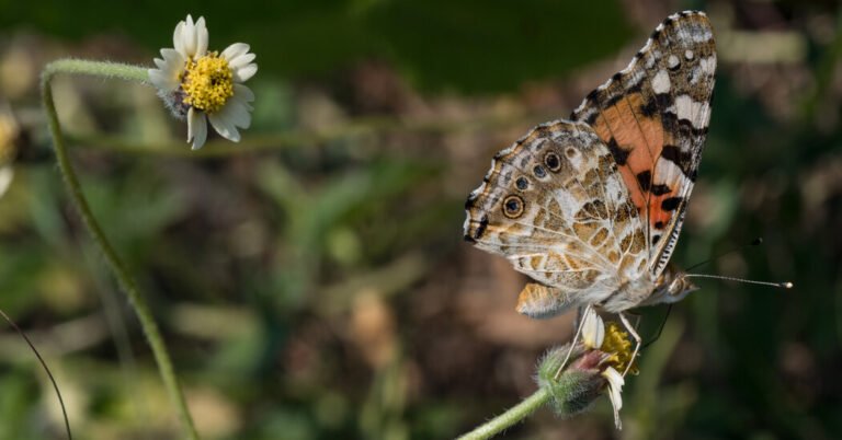 Opinion | Painted Lady Butterflies Live on Almost Every Continent. We Can Learn From Their Resilience.
