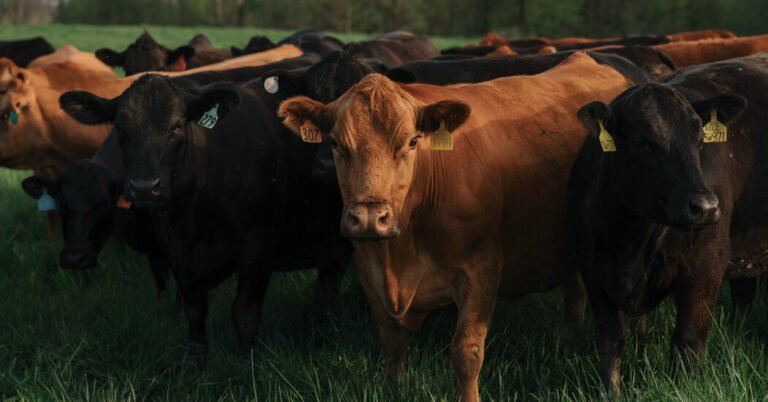 Opinion | What Some Animals Endure Before We Eat Them