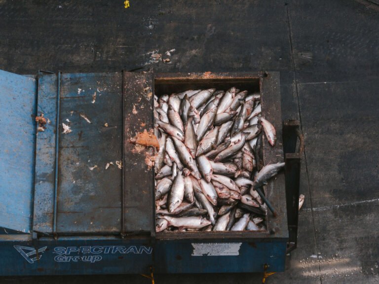 Major parties weaken national nature laws for salmon industry