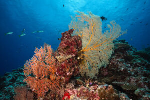 Greenpeace response to refusal of North West Shelf reconsideration request