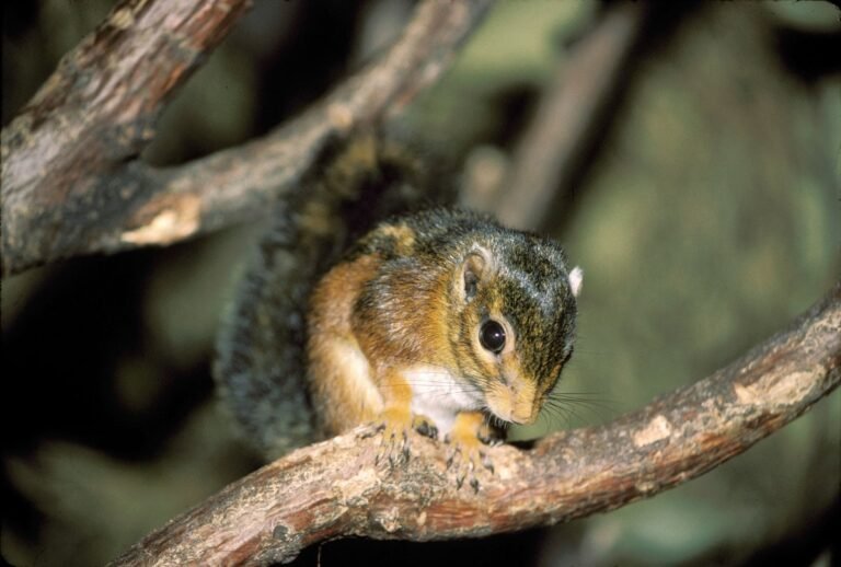 Mpox Outbreak in Africa Traced Back to Squirrels