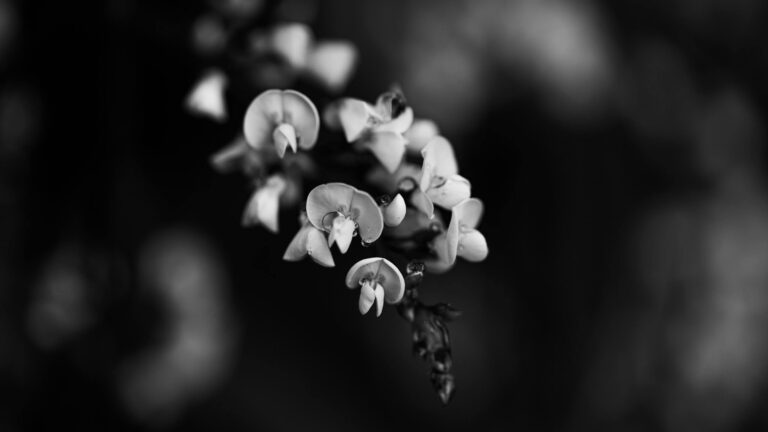 Black and white photography and seeing the world in monochrome