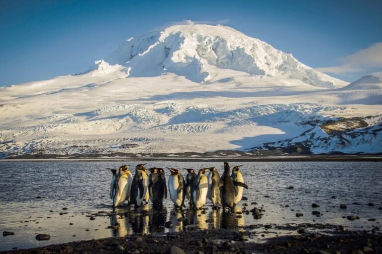 The Uninhabited Heard and McDonald Islands, Targeted by Tariffs, Are a Biological Wonderland