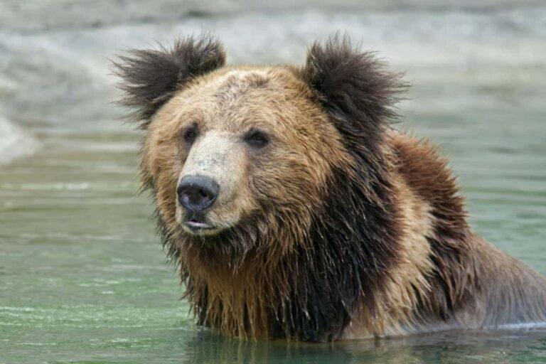 AI-powered chilli spray could deter bears without injuring them