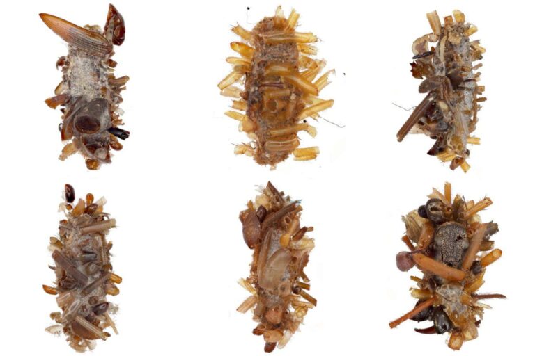 ‘Bone collector’ caterpillar wears dead insect body parts as disguise