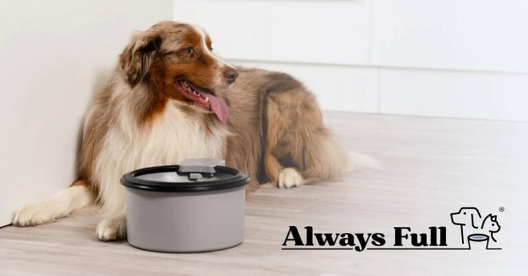 Always Full Pet Water Bowl