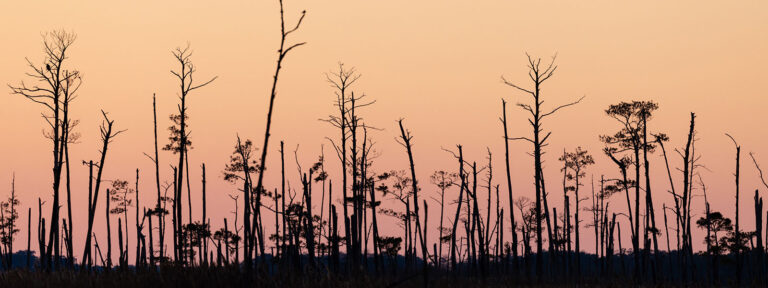 Ghost forests are growing as sea levels rise » Yale Climate Connections