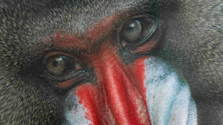 How to overcome obstacles while photographing at the zoo