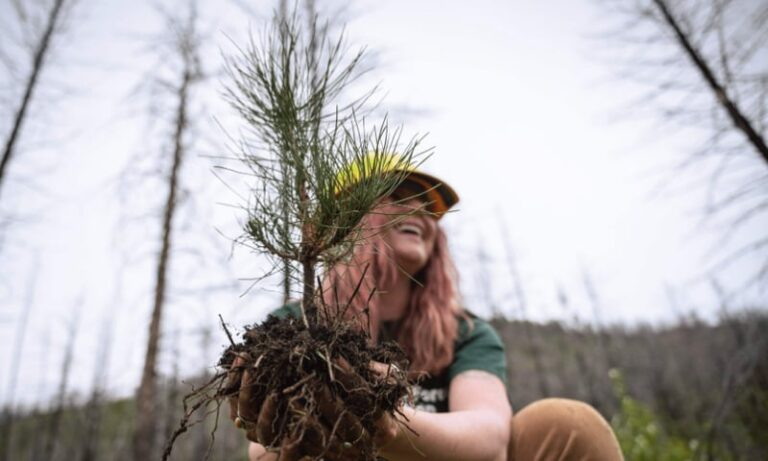 Massive Tree-Planting Initiatives : National Forest Foundation