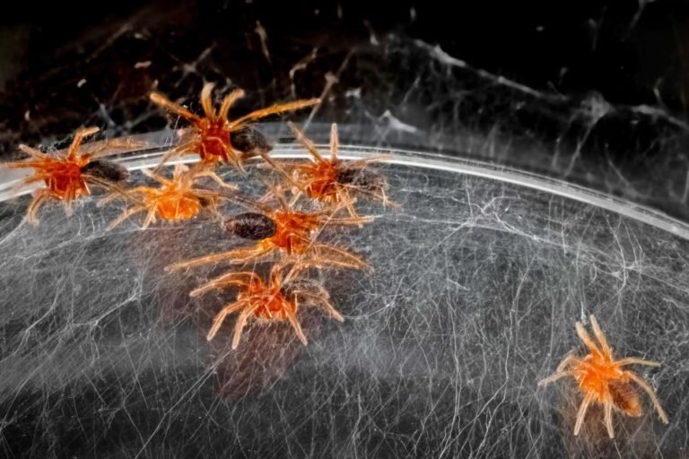 Cannibal spiders have strange trick to stop their siblings eating them
