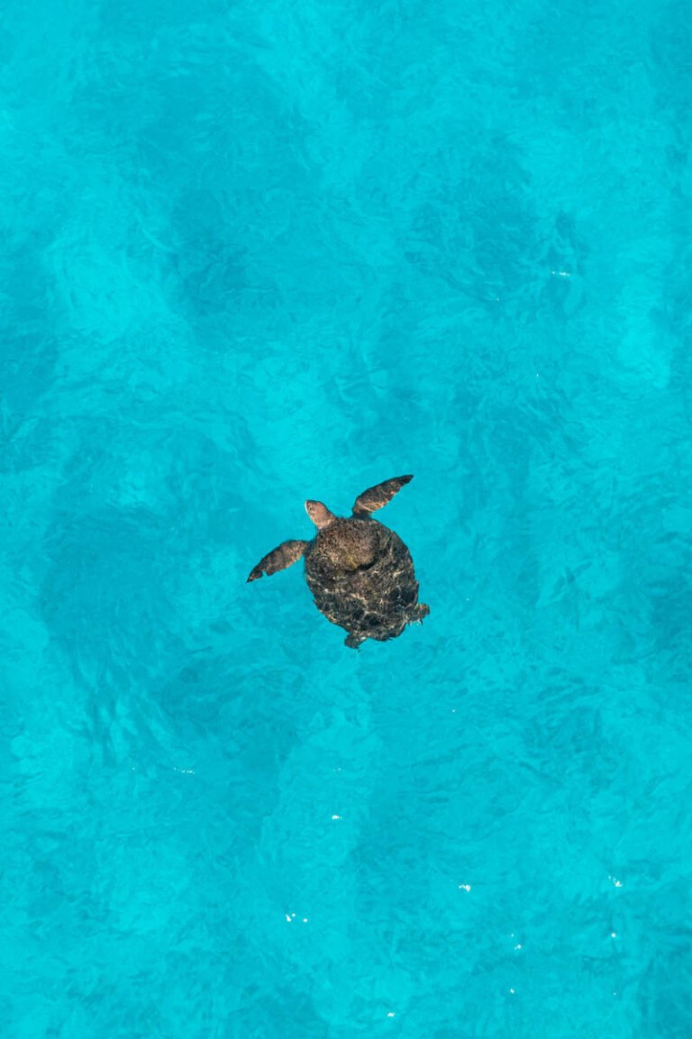 Shells in the Sand: The Silent Struggle of Scott Reef’s Green Turtles