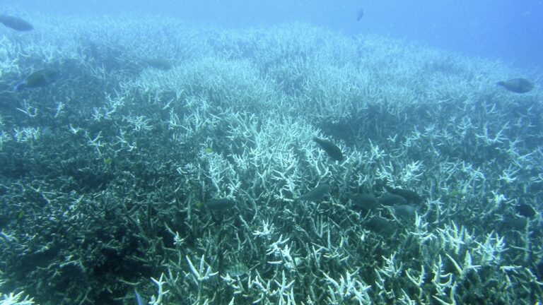 A 2024 heat wave decimated corals in Australia’s Great Barrier Reef » Yale Climate Connections