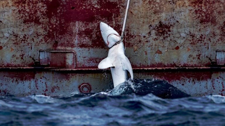 “A devastating record”: New Greenpeace analysis reveals almost half a million blue sharks caught as bycatch in Central and Western Pacific in 2023