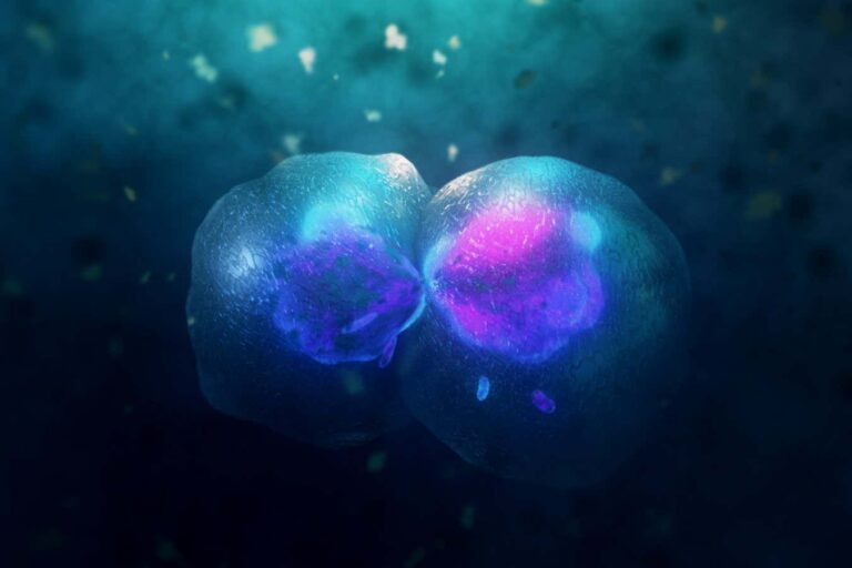 Our cells can divide in a completely unexpected way