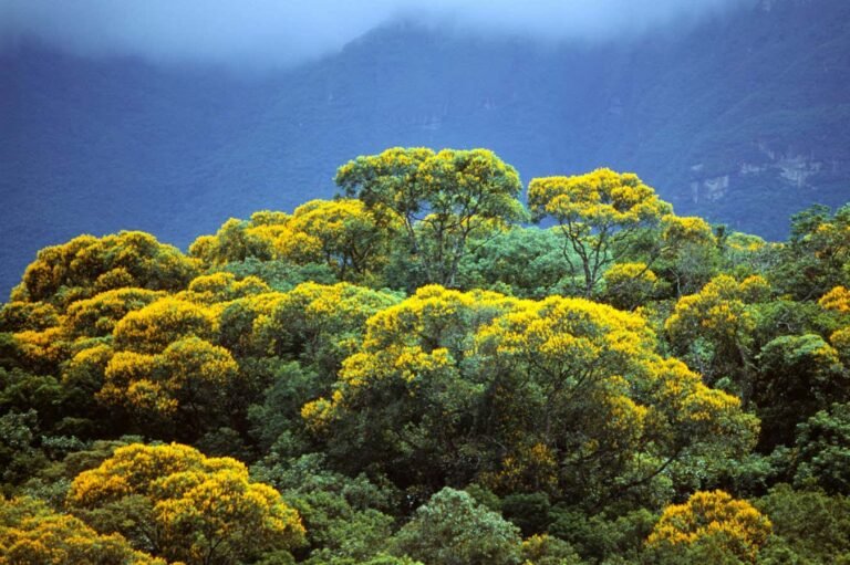 Could a $125 billion investment fund halt global deforestation?