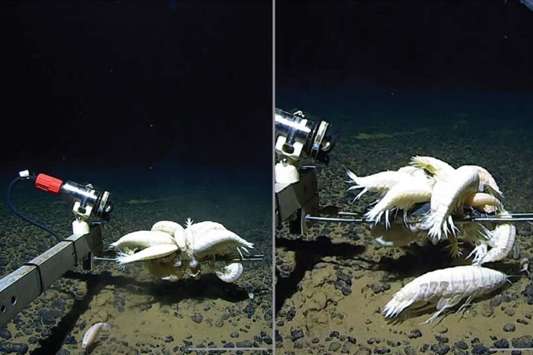 Supergiant crustaceans may cover more than half of the deep-sea floor