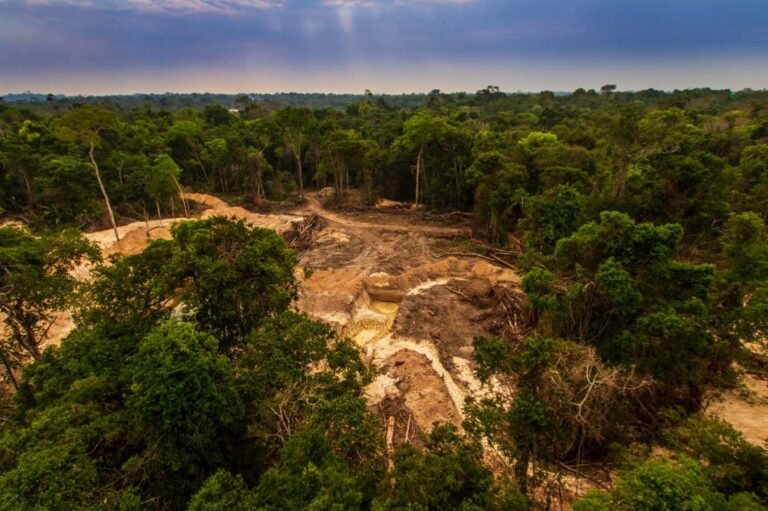 Tropical forest loss doubled in 2024 as wildfires rocketed