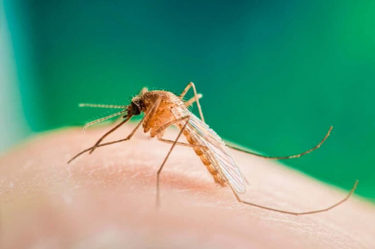 West Nile virus detected in mosquitoes in the UK for the first time