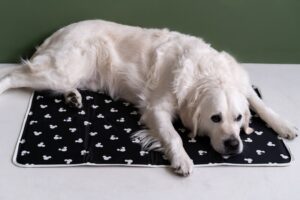 Clean the Sky – Conscious Pet Capsules