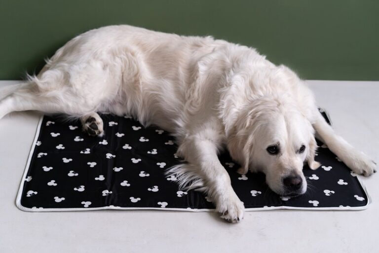 Clean the Sky – Conscious Pet Capsules