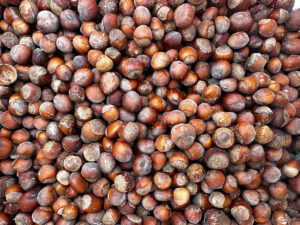 Lessons from Hazelnuts – Climate Generation